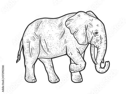elephant animal sketch engraving vector illustration. T-shirt apparel print design. Scratch board imitation. Black and white hand drawn image.