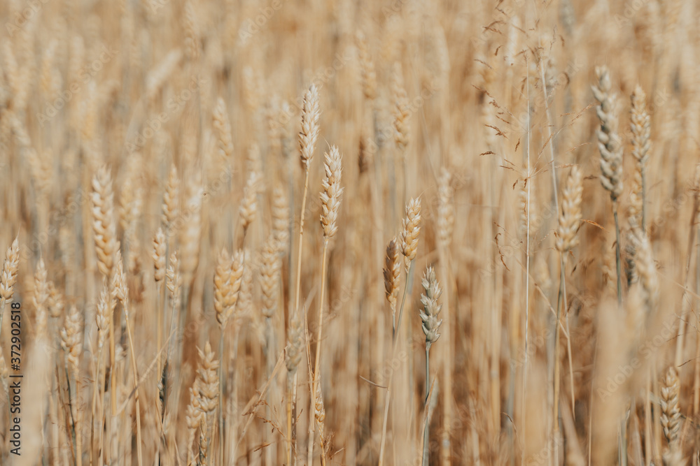 wheat field with ripe harvest against light blue sky at sunset or sunrise. Ears of golden wheat rye close crop. agriculture landscape wallpaper. wheat field with ripe harvest against light blue sky at sunset or sunrise. Ears of golden wheat rye close crop. agriculture landscape wallpaper.