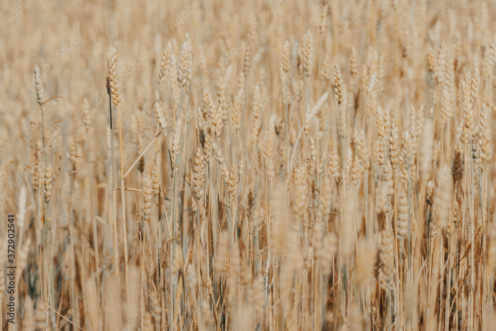Fototapeta premium wheat field with ripe harvest against light blue sky at sunset or sunrise. Ears of golden wheat rye close crop. agriculture landscape wallpaper.