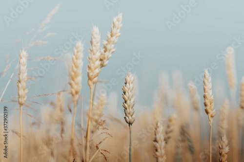 wheat field with ripe harvest against light blue sky at sunset or sunrise. Ears of golden wheat rye close crop. agriculture landscape wallpaper.