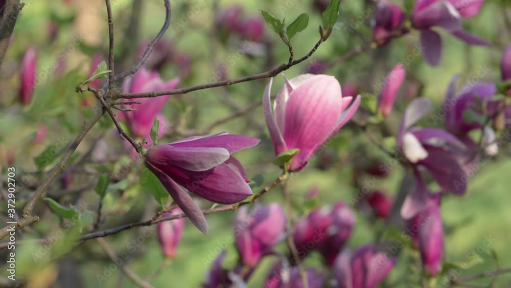 Beautiful Magnolia flowers springtime blossom Beautiful Magnolia flowers springtime blossom