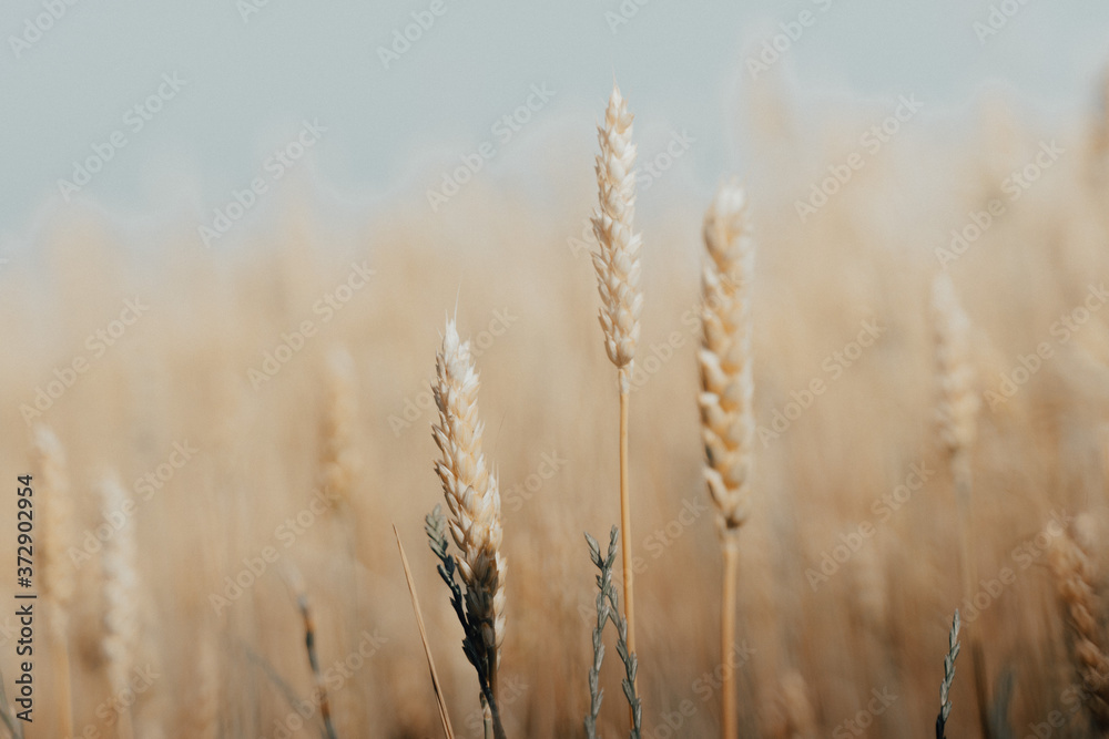 wheat field with ripe harvest against light blue sky at sunset or sunrise. Ears of golden wheat rye close crop. agriculture landscape wallpaper. wheat field with ripe harvest against light blue sky at sunset or sunrise. Ears of golden wheat rye close crop. agriculture landscape wallpaper.