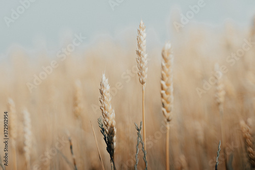 wheat field with ripe harvest against light blue sky at sunset or sunrise. Ears of golden wheat rye close crop. agriculture landscape wallpaper.