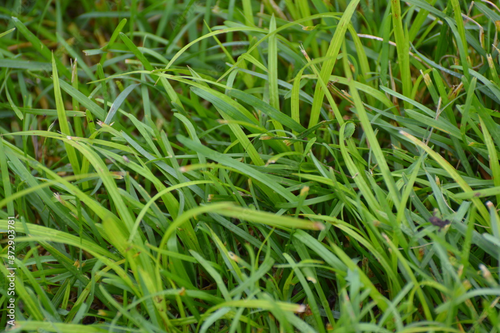 Fresh green grass background. Photo wallpaper. Summer spirit. Warm and sunny weather. Ecology nature theme Fresh green grass background. Photo wallpaper. Summer spirit. Warm and sunny weather. Ecology nature theme