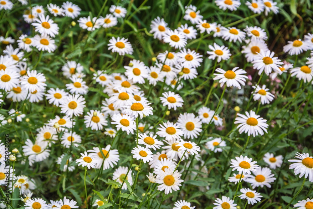 Big summer chamomile field
