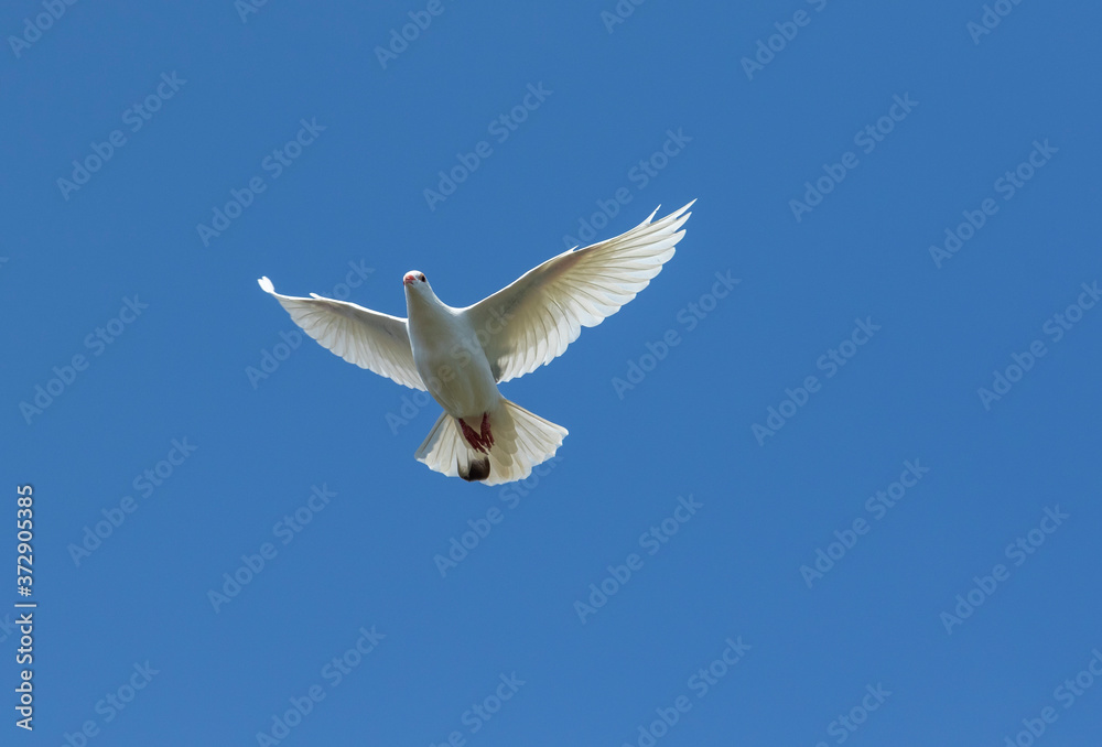 white feather pigeon flying against clear blue sky white feather pigeon flying against clear blue sky