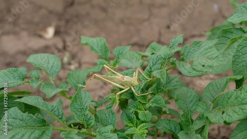 Locust, green grasshopper sits on a potato leaf.  The pest eats green potato leaves.