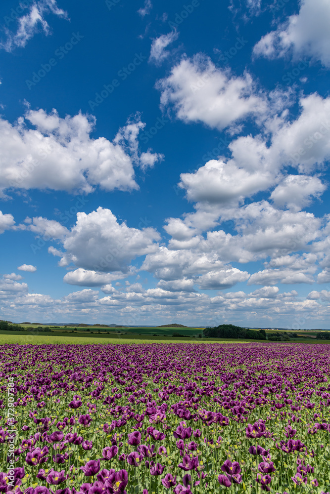 violet poppy flower field, white clouds on blue sky violet poppy flower field, white clouds on blue sky