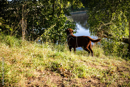 A brown young Labrodor looks for prey on the lake. The dog is hunting. The chocolate dog runs along the shore. In the meadow there is green grass, trees, bushes. The dog looks at the pond. Morning.