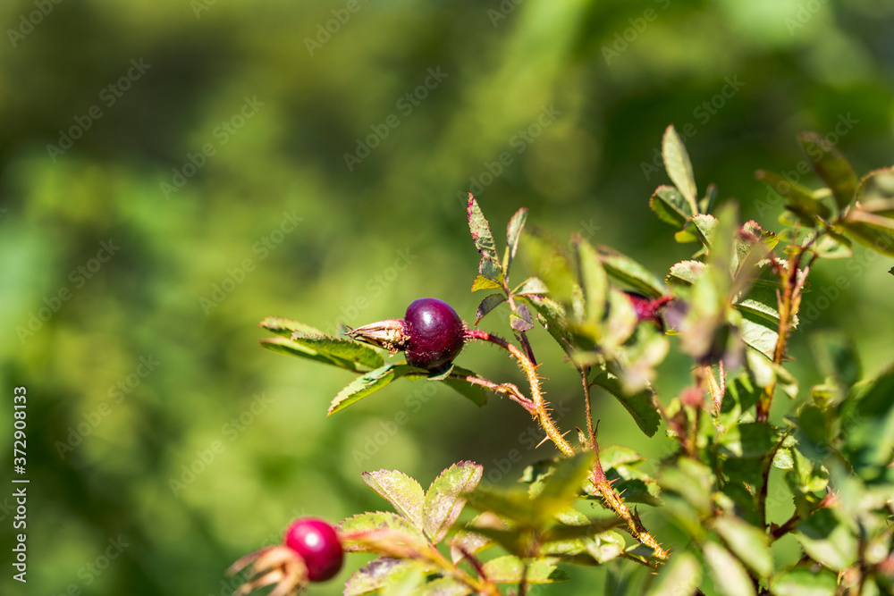 Red berries of ripe rose hips on a background of green leaves