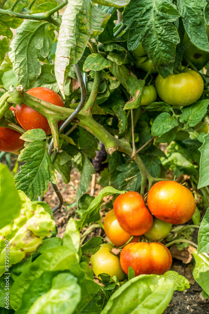 Eigene Tomaten im Garten