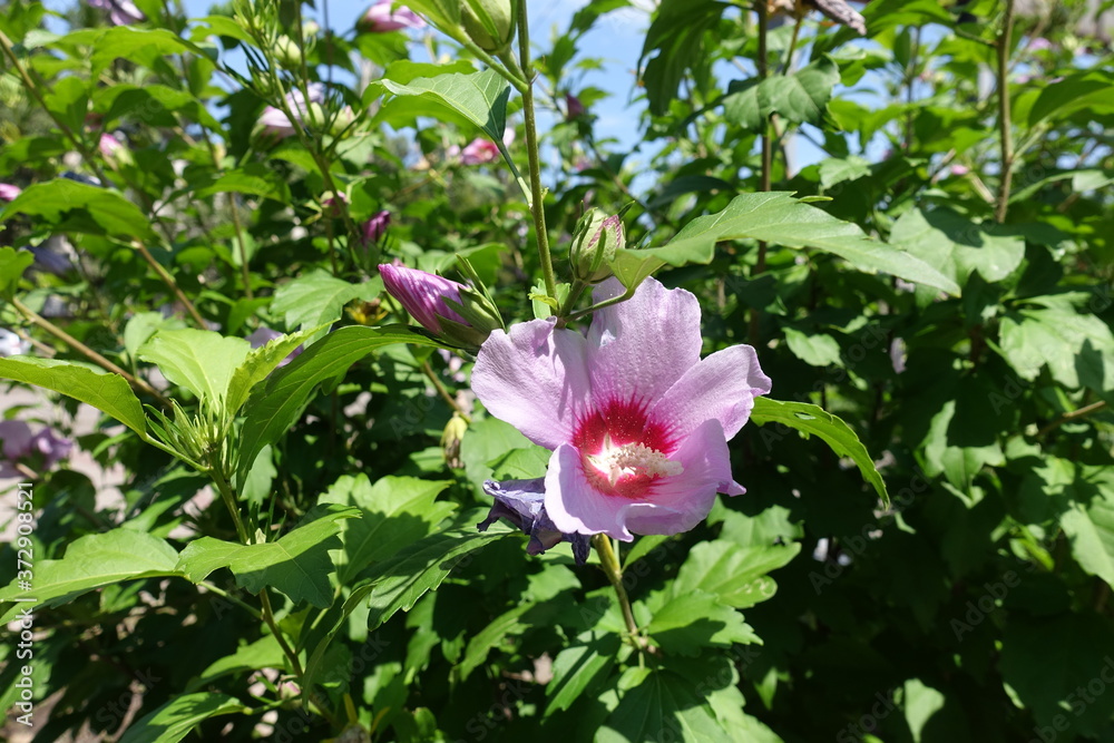 Buds and pink flower of Hibiscus syriacus in July Buds and pink flower of Hibiscus syriacus in July