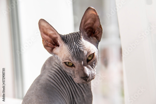 Принти на полотні Gray sphynx hairless kitten, hairless, anti-allergenic cat, pet look in front Beautiful cat's face with hairless skin