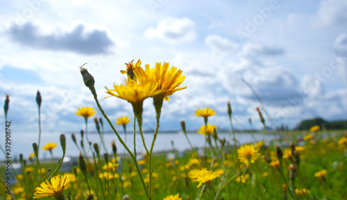 Blumiger Deichblick mit Strandkörben