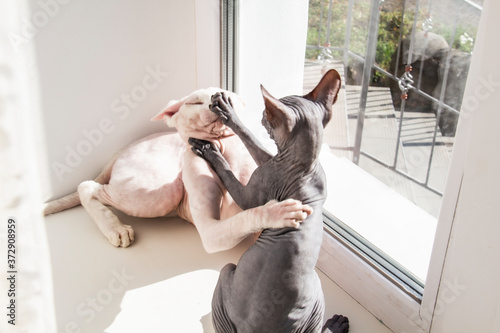 Photos Two sphynx hairless cats, anti-allergenic cats