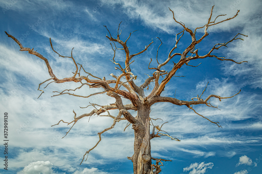 Gnarly old oak tree with blue skies & wispy cirrus clouds Gnarly old oak tree with blue skies & wispy cirrus clouds