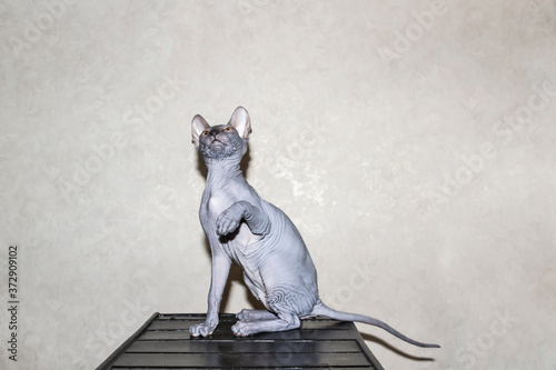Sphinx gray cat spins and plays on a dark stool. Beautiful hairless Sphynx gray kitten moves and jump © Olga