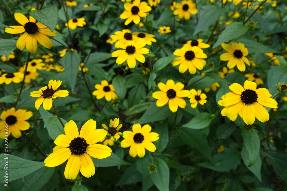 Green leaves and yellow flowers of Rudbeckia triloba in August