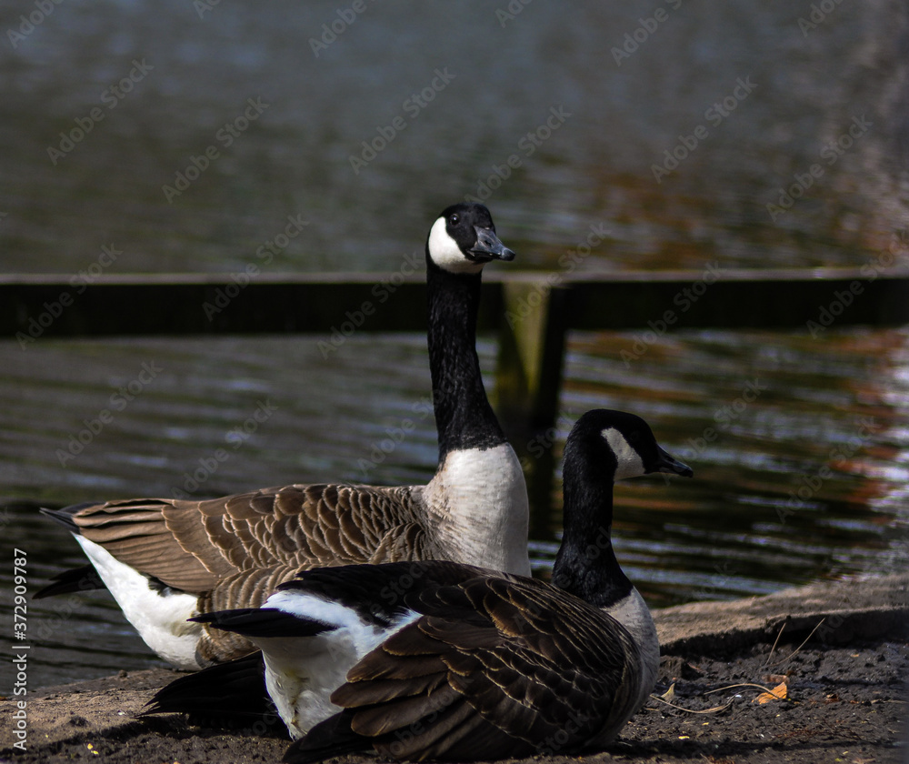 Obraz premium canada goose on the beach