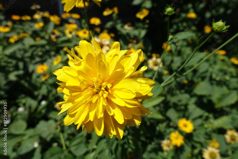 Fototapeta premium A flower of Rudbeckia laciniata Goldquelle in July