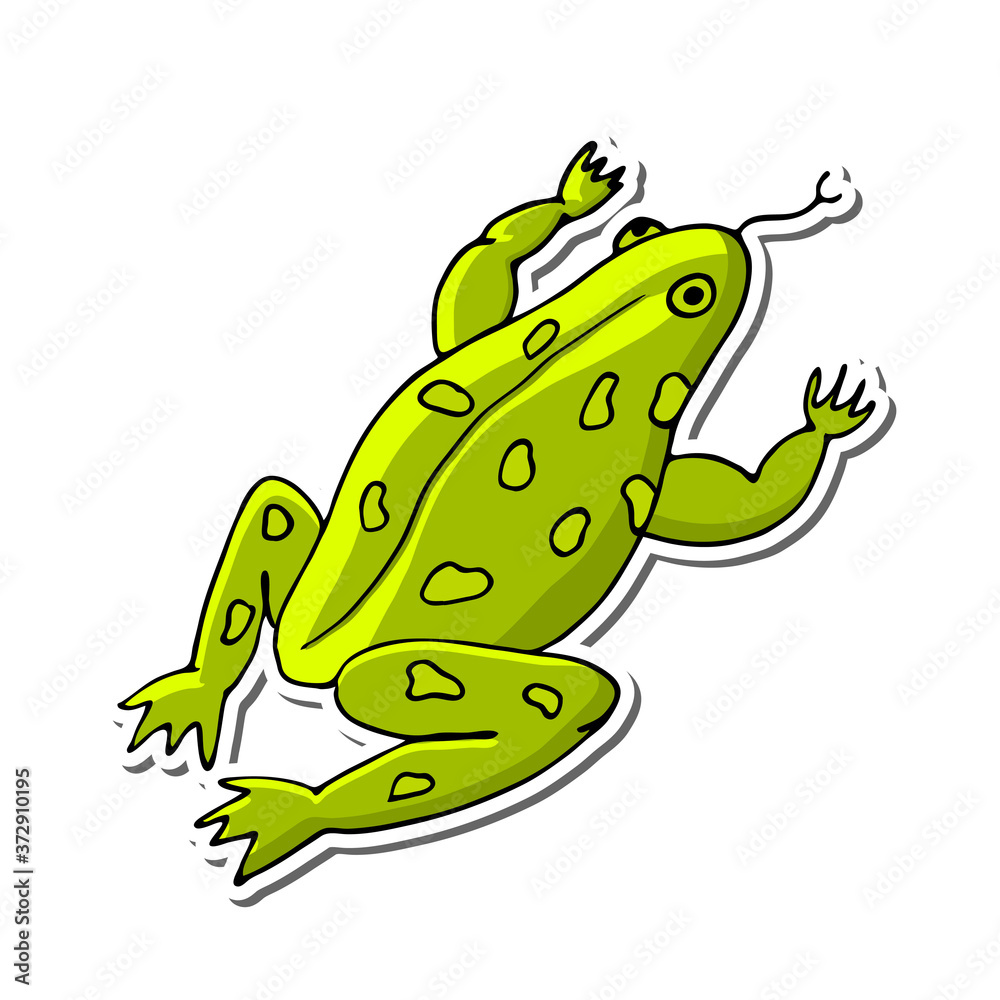 Fototapeta premium Vector illustration of a frog in cartoon style. Isolated object on a white background. Hand drawn sketch.