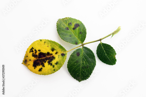 Fungal disease Black spot of rose caused by Diplocarpon rosae, leaf on white background photo