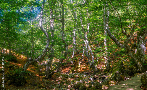 Low angle shot of the beech forest called Faedo de Cinera located in El Bierzo in Leon, Spain photo