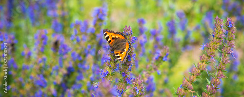 Canvas Print Beautiful natural summer background - butterfly Aglais urticae on a field of flo