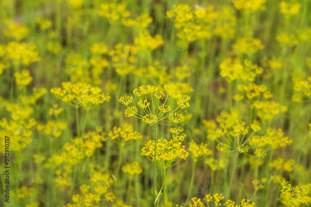 Dill field - natural background Dill field - natural background