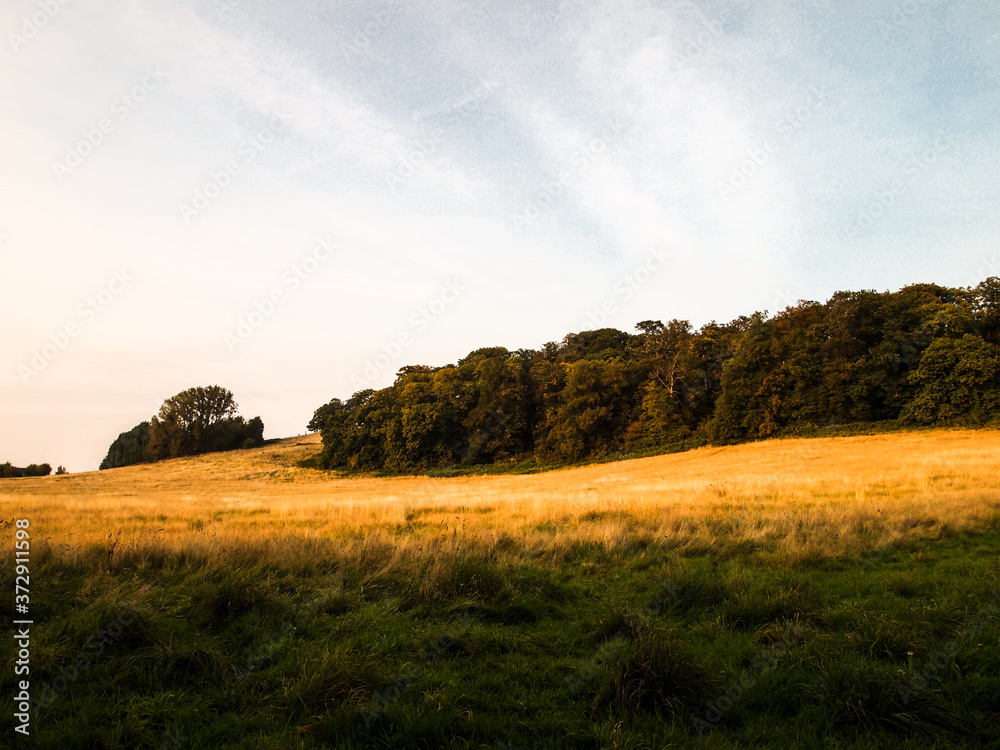 Obraz premium countryside view field and forest