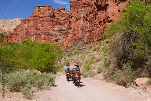 Photos Horses/Mules carrying goods through the trail in Havasupai Indian Reservation, G