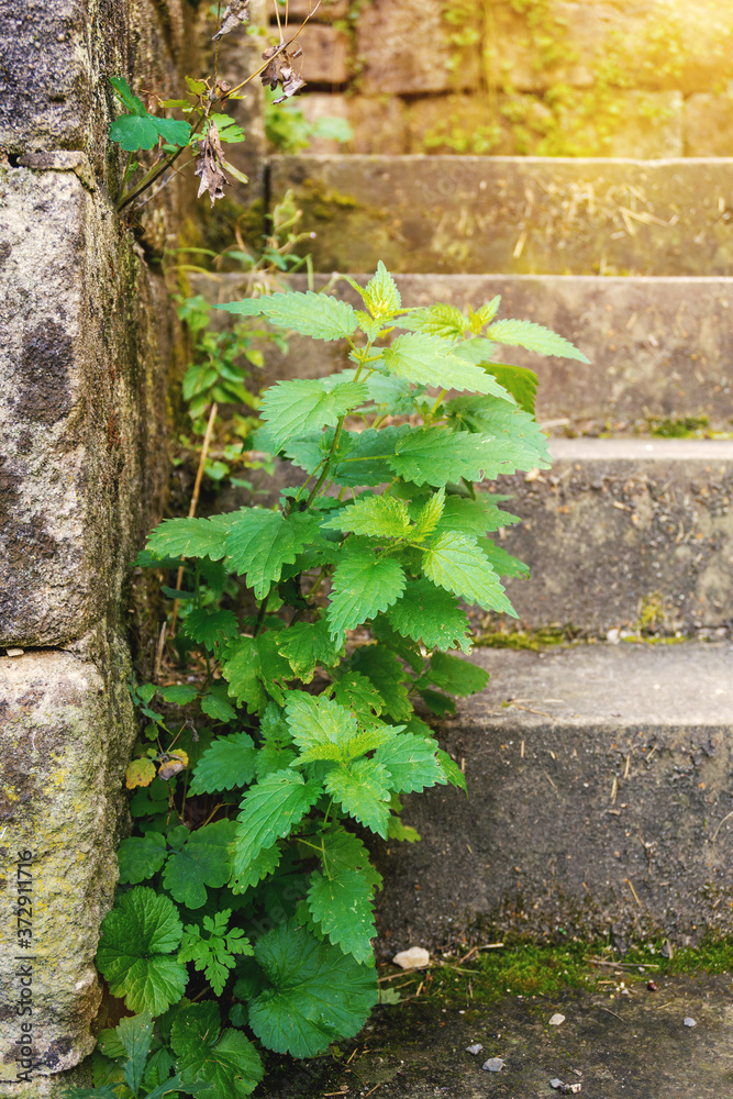 Obraz premium green stinging nettle