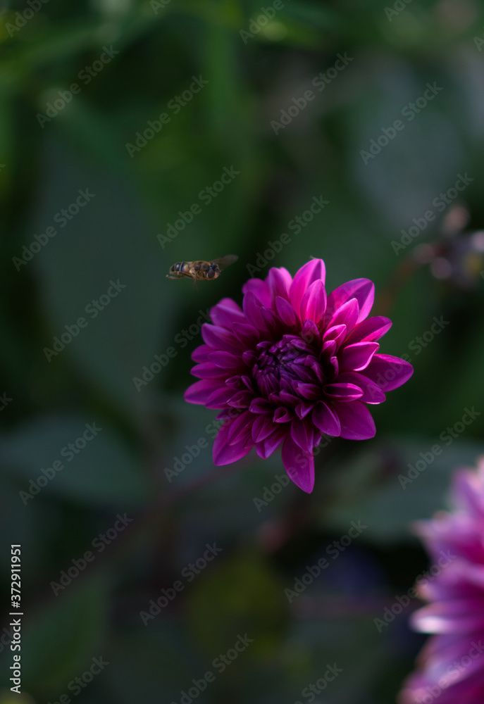 The fly landing on the flower.