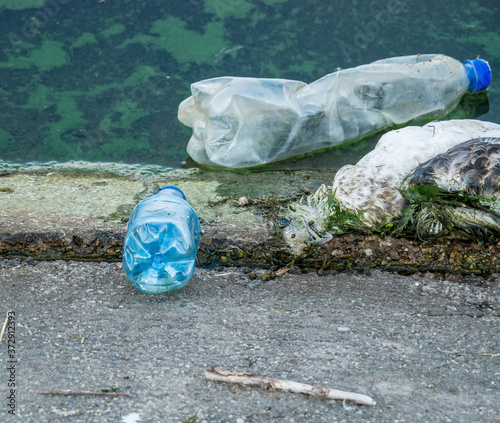 A dead seagull or bird at the edge of the water next to plastic bottles (PET). Plastic pollution concept.