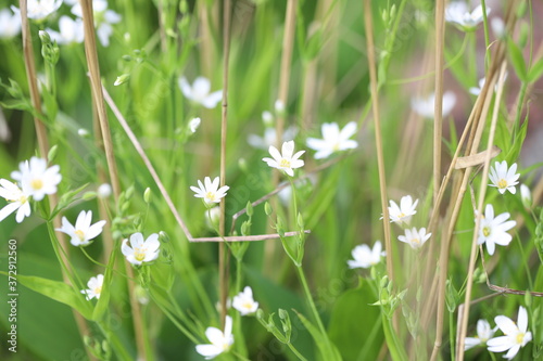 White starlet flowers on green background