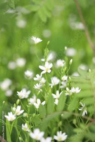White starlet flowers on green background © Yuliya