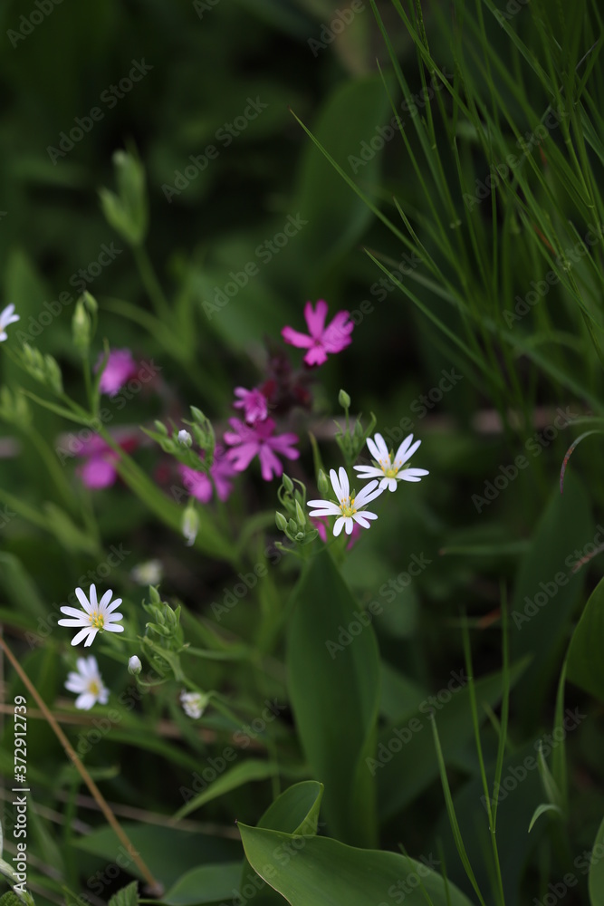White and pink wildflowers on green grass background