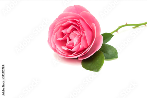 Delicate pink rose for congratulations on an isolated white background.