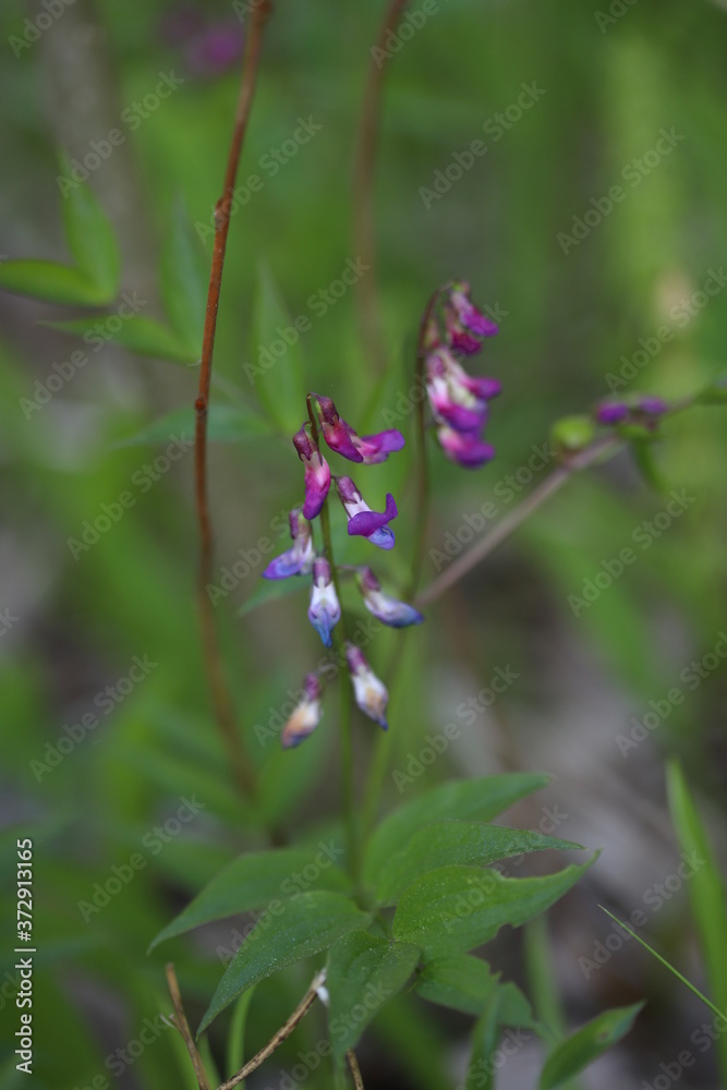 Blue and lilac flowers on a green background Blue and lilac flowers on a green background