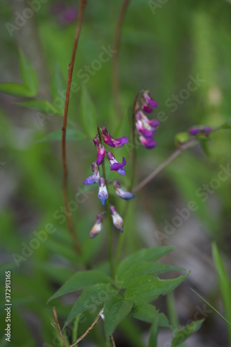 Blue and lilac flowers on a green background