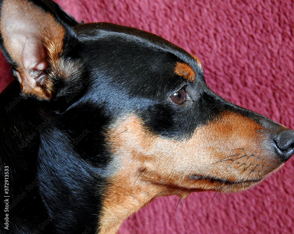 a miniature pinscher dog named Carlos who lives in the city of Białystok in Podlasie in Poland a miniature pinscher dog named Carlos who lives in the city of Białystok in Podlasie in Poland