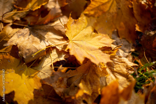 Autumn. fallen leaves backlit by the sun, background, picture, landscape, close up