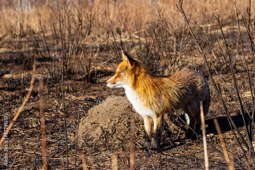 A fox in a burnt meadow after a forest fire looks around.
