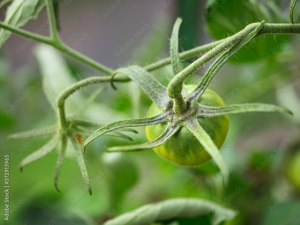 Green seedlings with green young tomatoes grow in a greenhouse. Background, the concept of