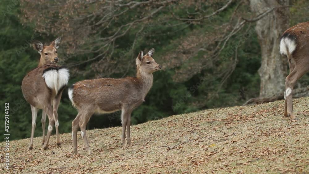 Sika Deer also known as the spotted deer or the Japanese deer Sika Deer also known as the spotted deer or the Japanese deer