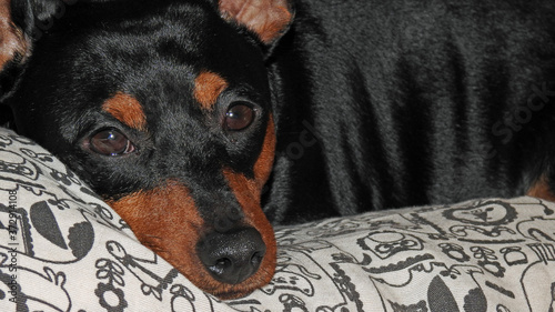 Slika na platnu a miniature pinscher dog named Carlos who lives in the city of Białystok in Podl