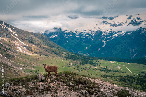 Steinbocks in the Julian alps