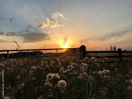sunset over the field