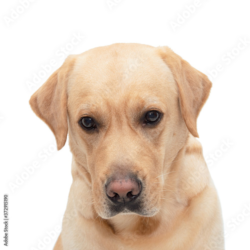 Resentment, upset, shy dog ​​on white isolated background