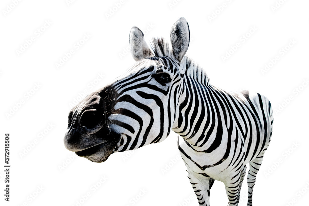 Interested funny zebra face looking at the camera close-up on an isolated background. - obrazy, fototapety, plakaty 